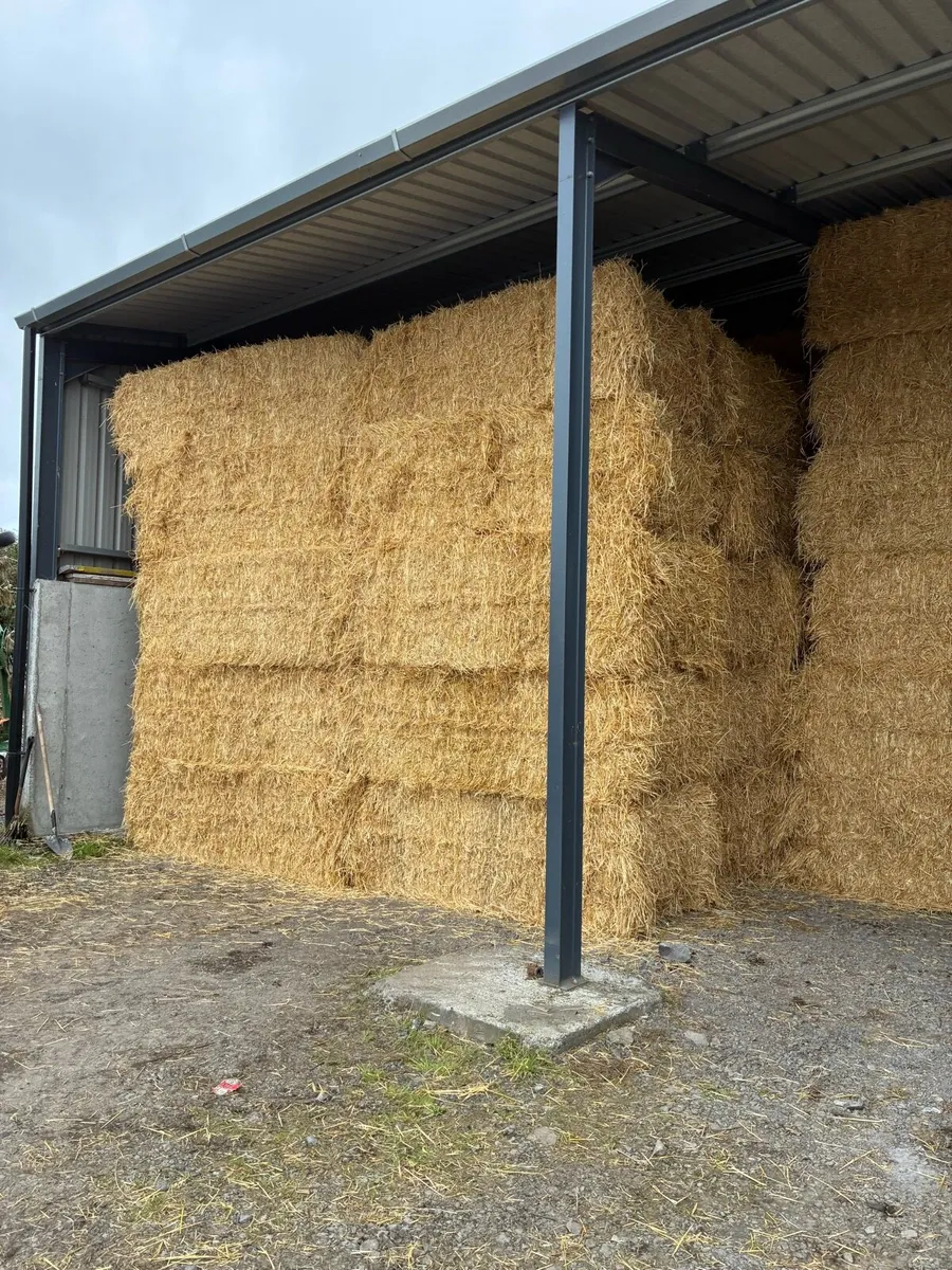 Barley straw - Image 4