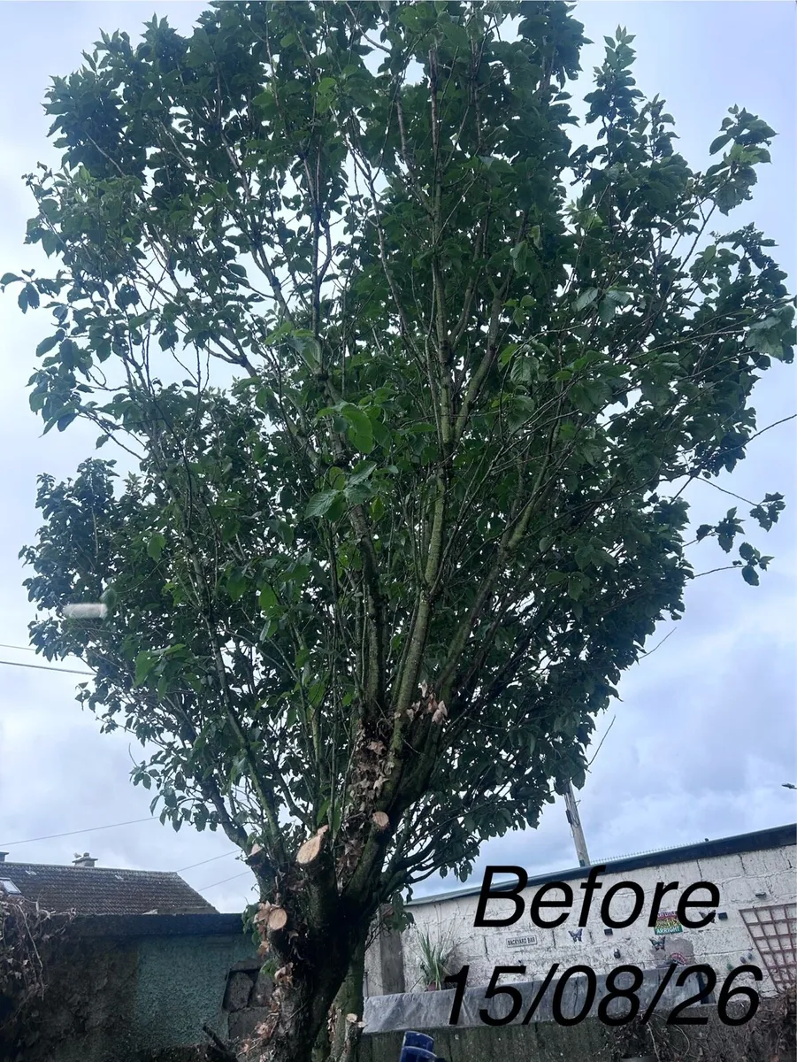 Garden Maintenance and Tree Care - Image 2
