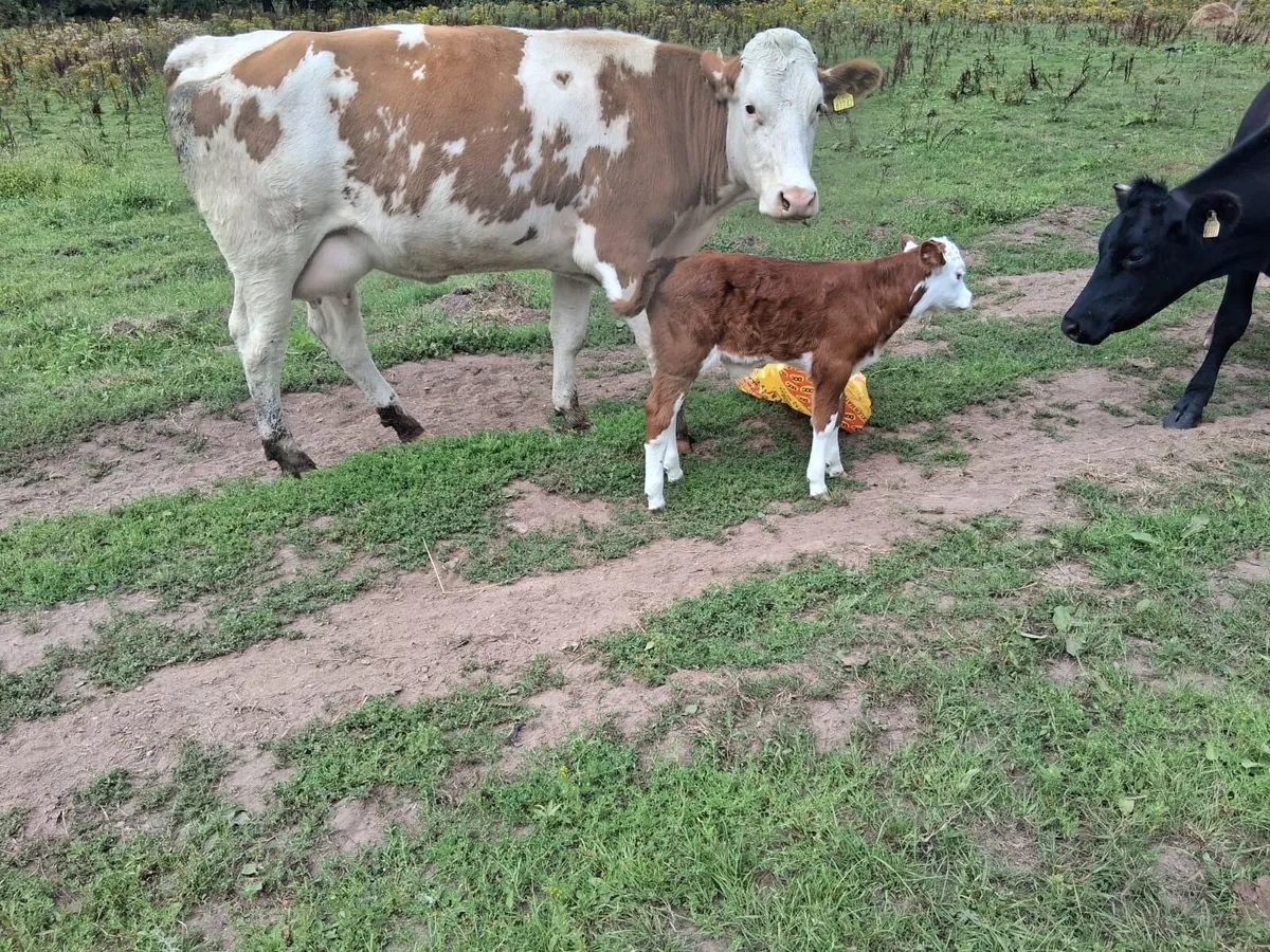 Calved Simmental Heifer - Image 1