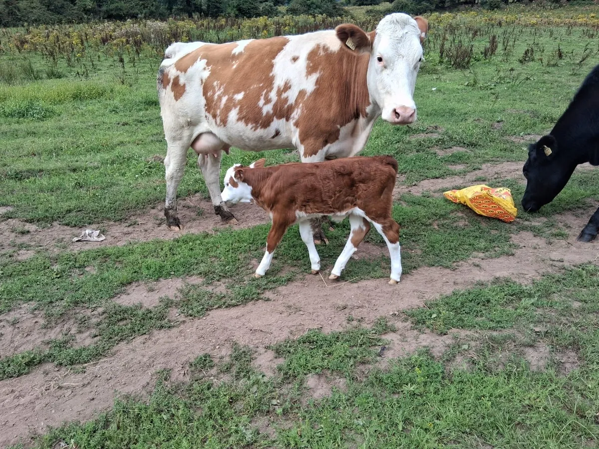 Calved Simmental Heifer - Image 3