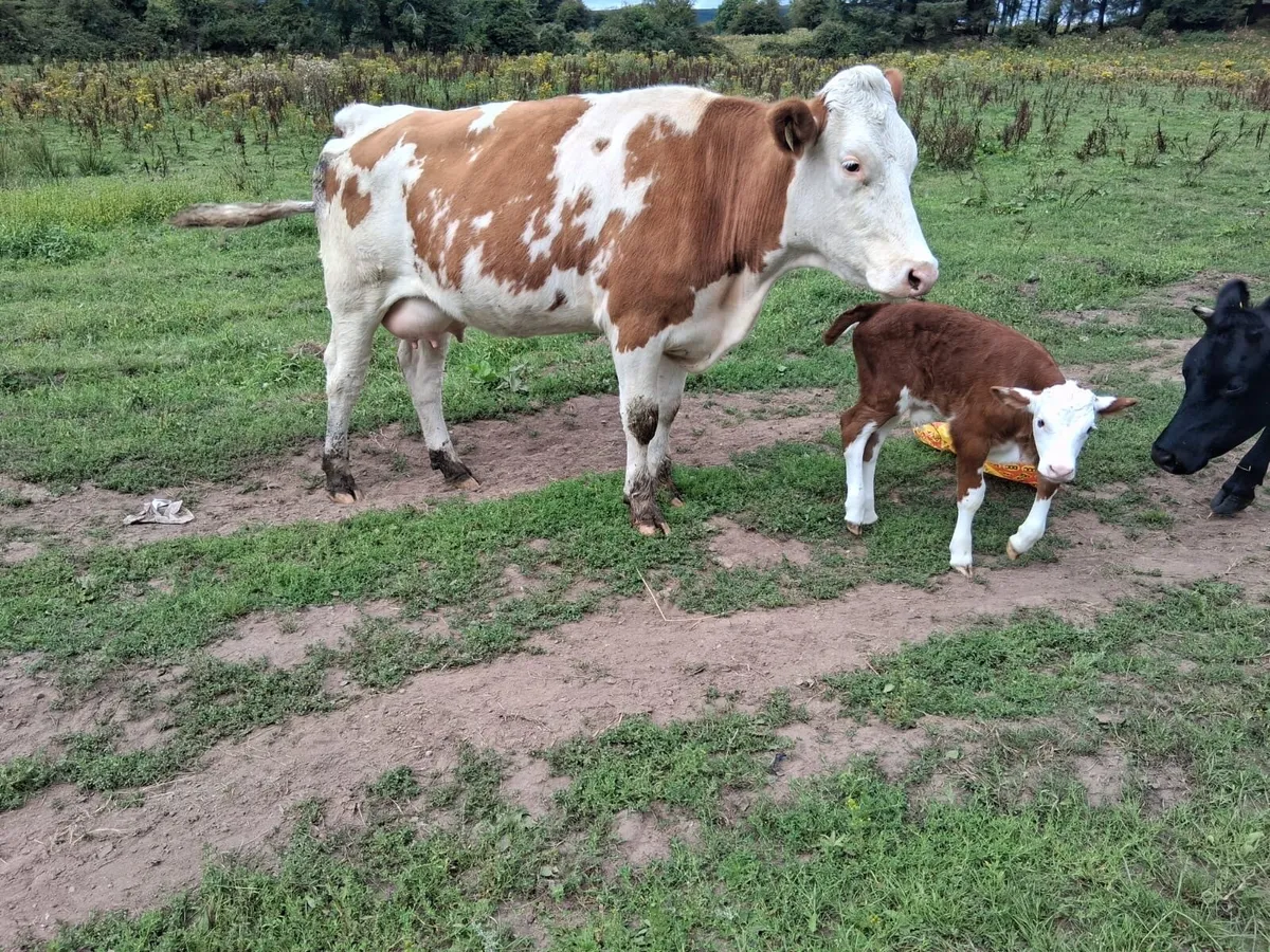 Calved Simmental Heifer - Image 2