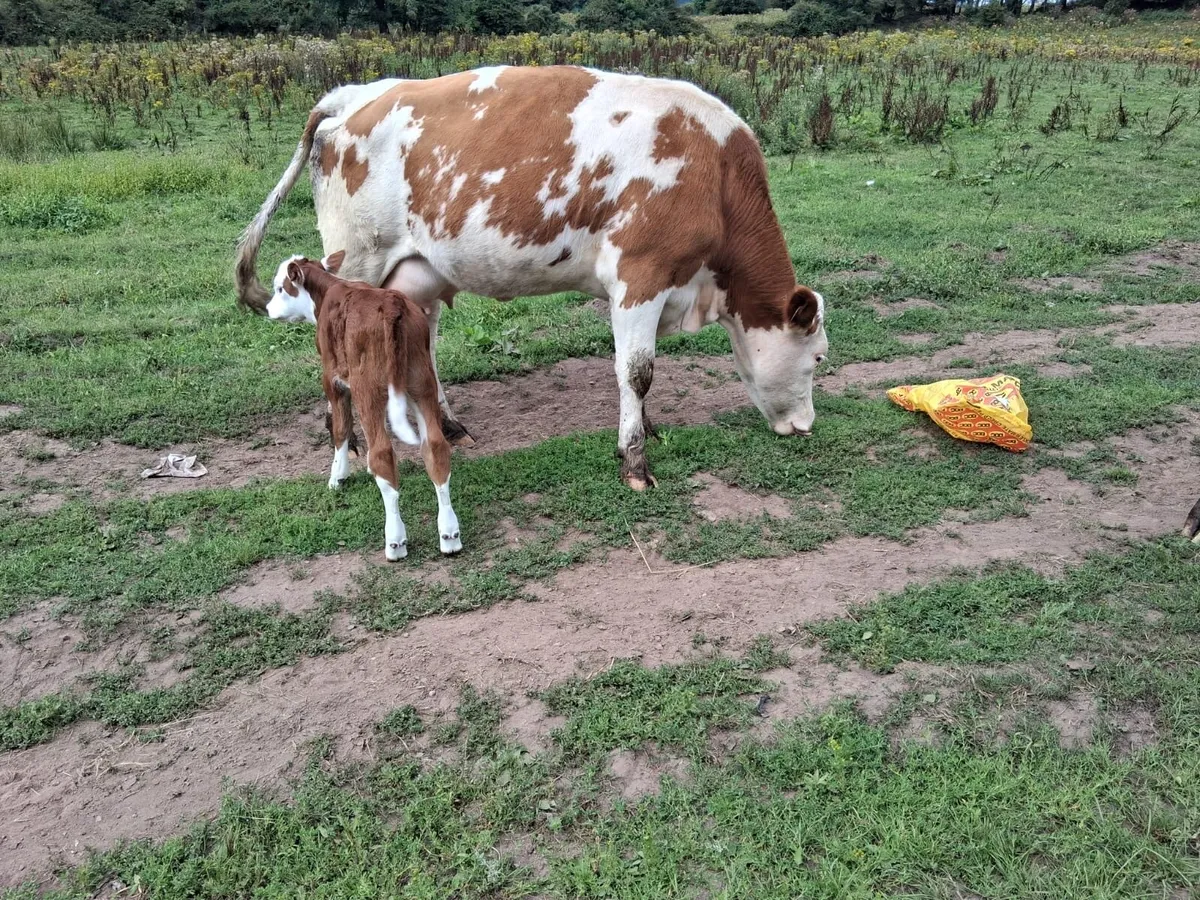 Calved Simmental Heifer - Image 4