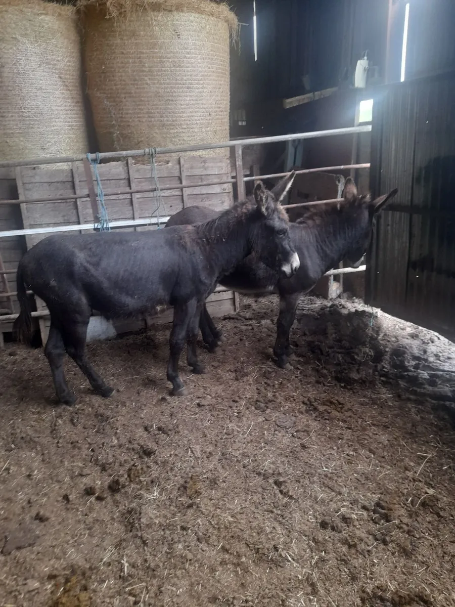 Male Donkeys - Image 1