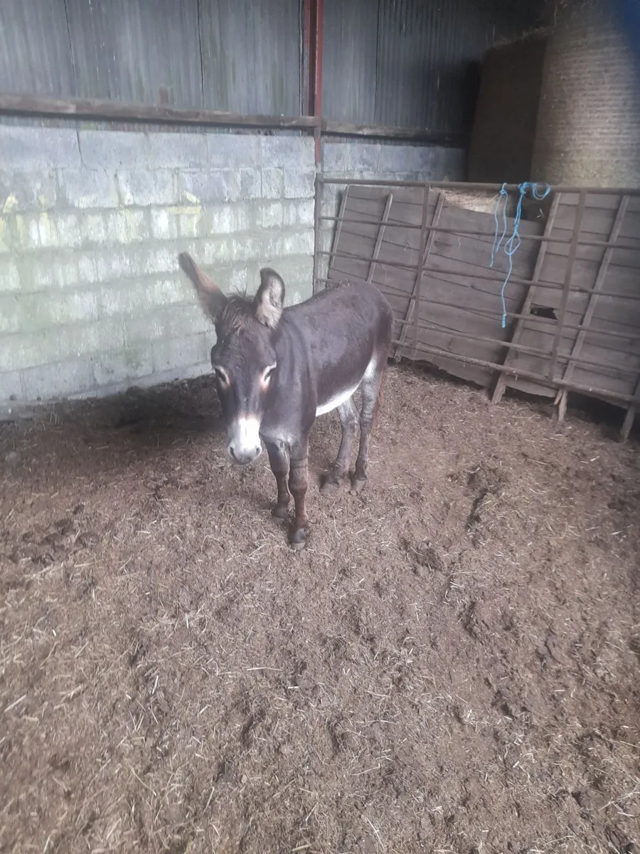 Male Donkeys - Image 2