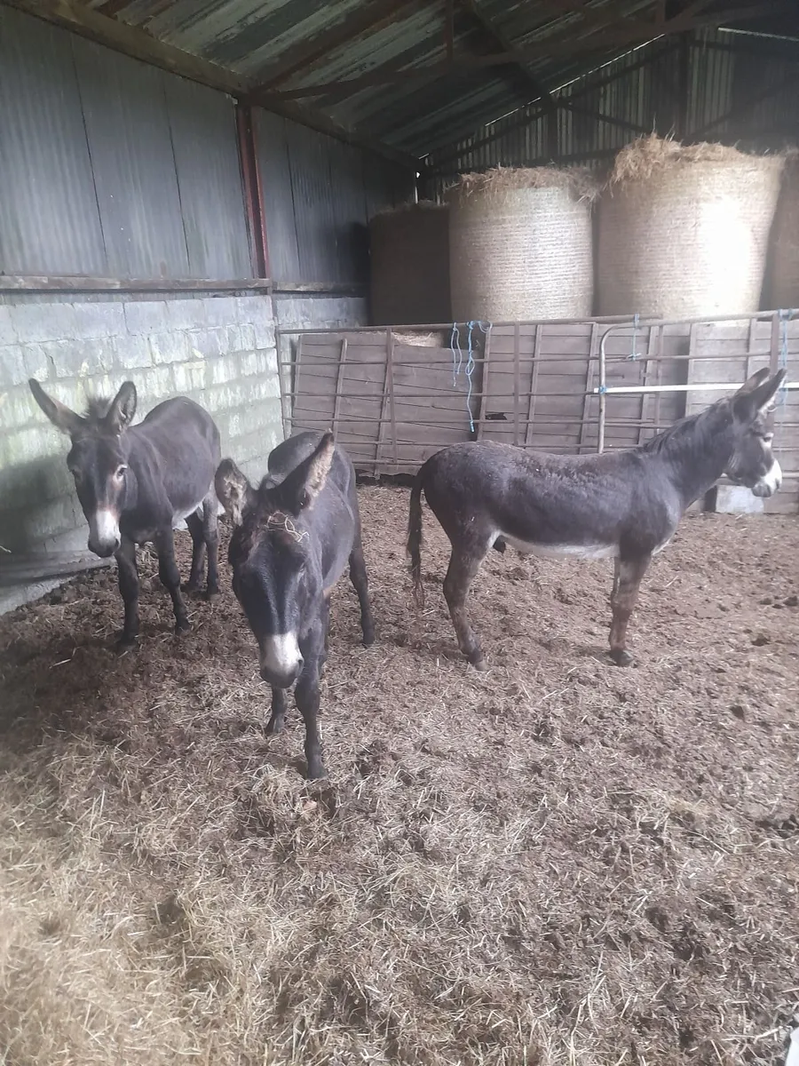 Male Donkeys - Image 3