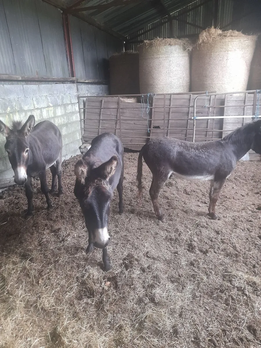 Male Donkeys - Image 4