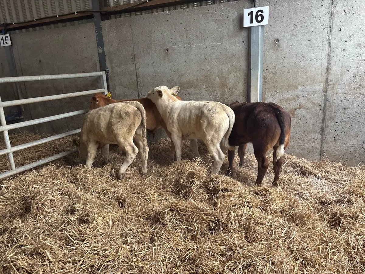 4 super suckler bred continental bulls - Image 2