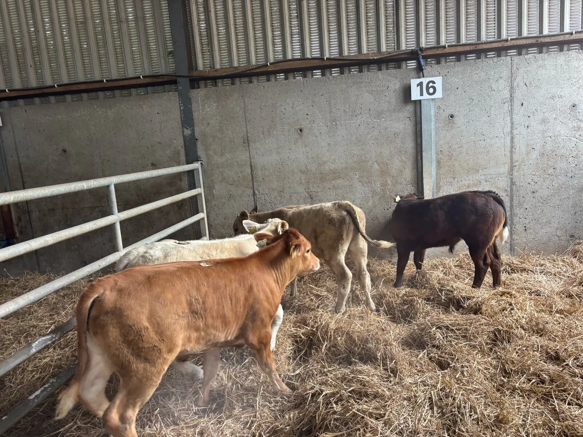 4 super suckler bred continental bulls - Image 3
