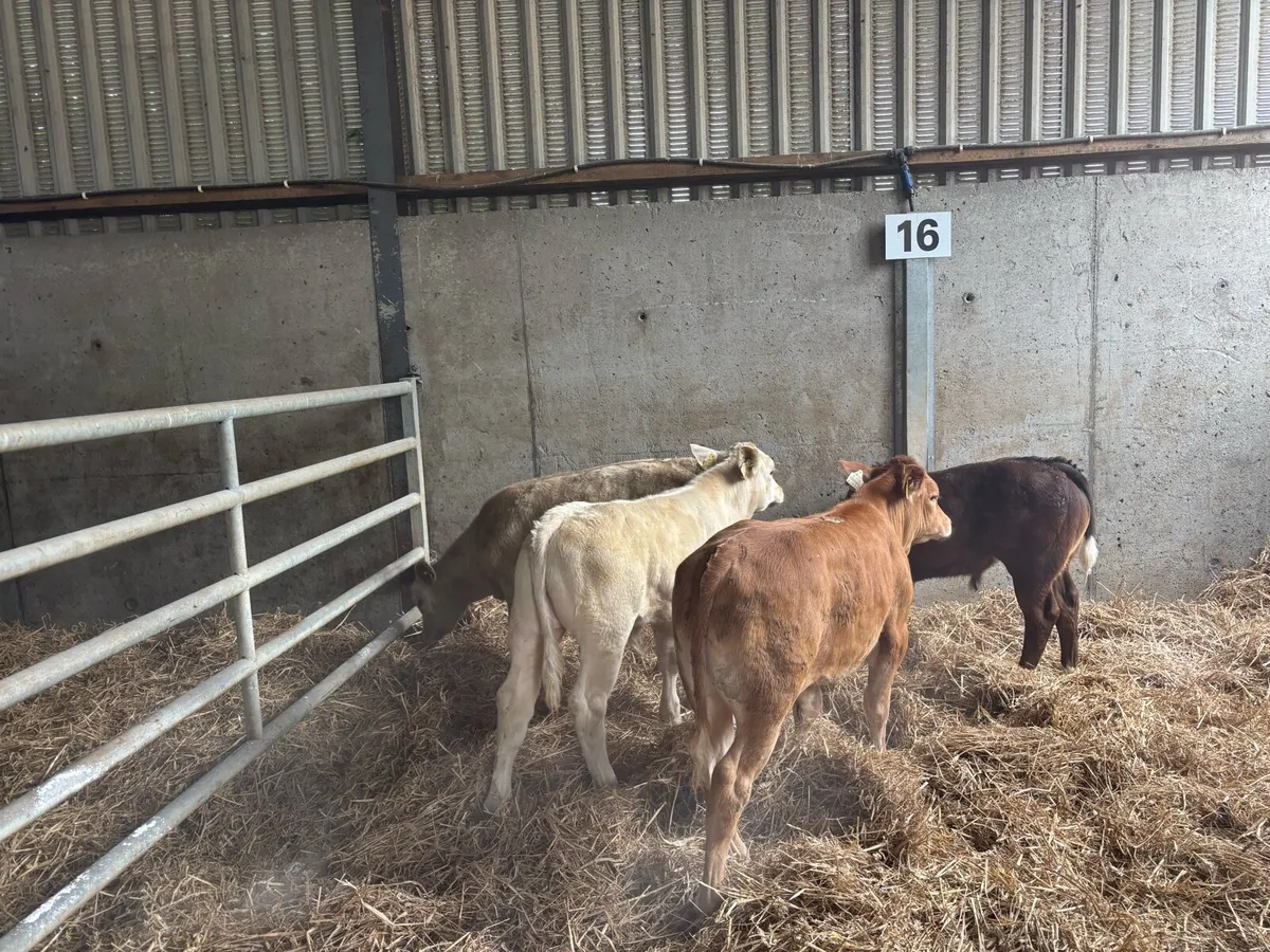 4 super suckler bred continental bulls - Image 4