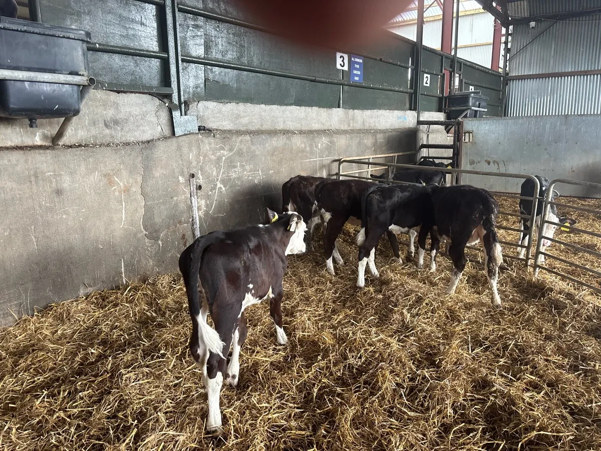 5 super 2 months old Hereford heifers - Image 2