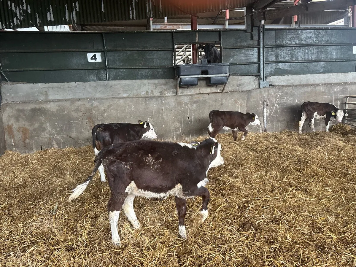 5 super 2 months old Hereford heifers - Image 3