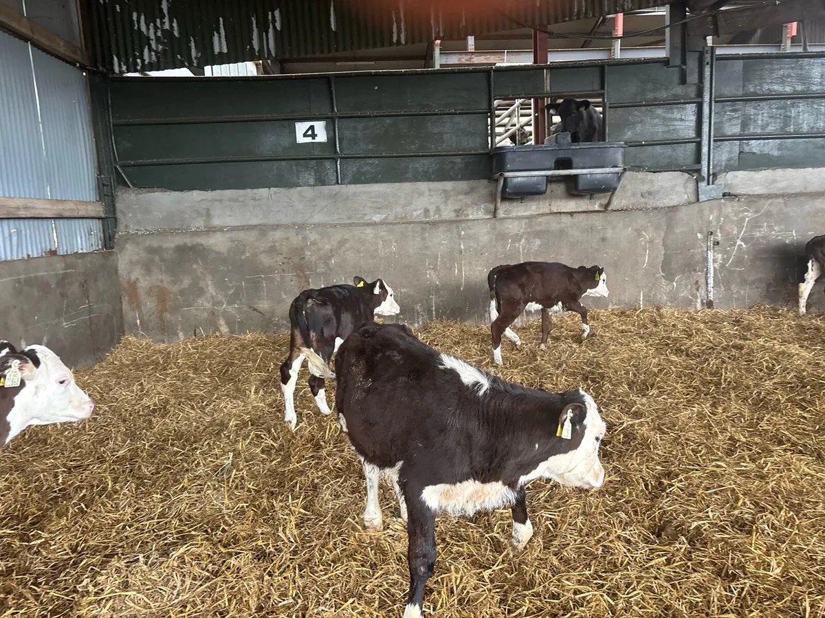 5 super 2 months old Hereford heifers - Image 4