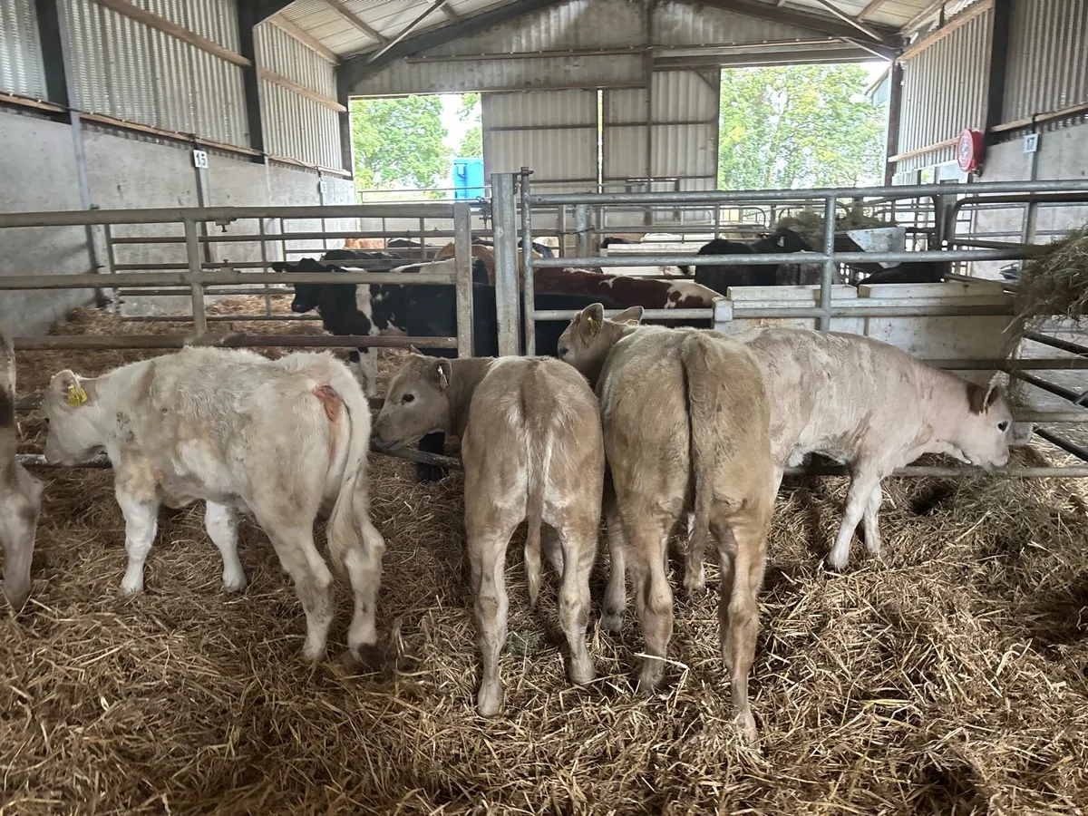 6 super charlaois weanling heifers - Image 2