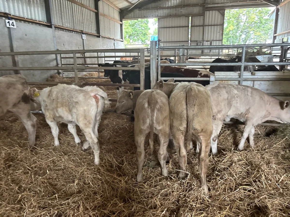 6 super charlaois weanling heifers - Image 3