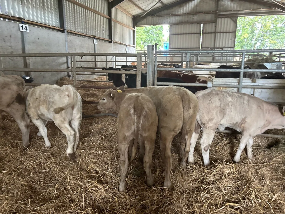 6 super charlaois weanling heifers - Image 4