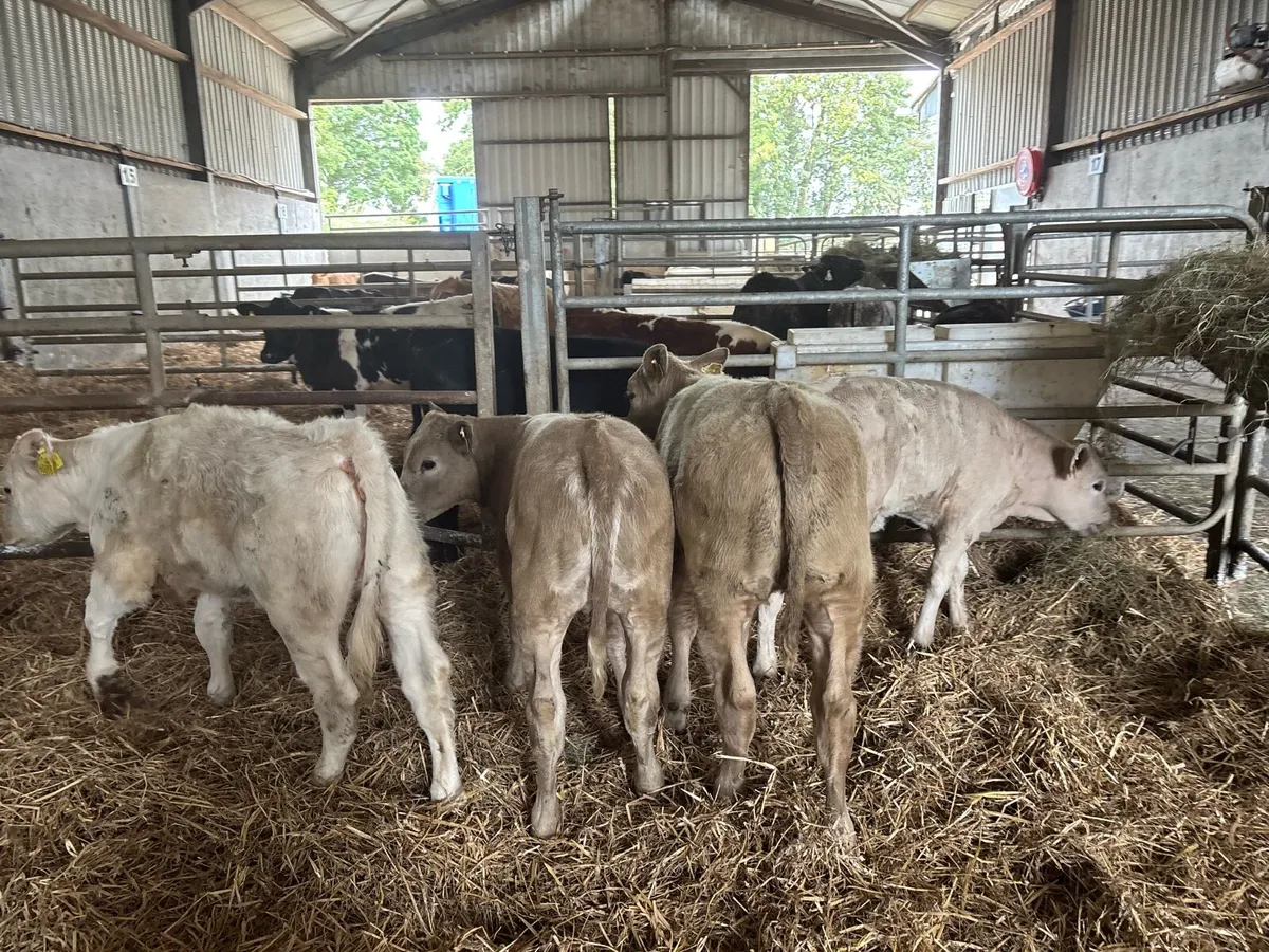 6 super charlaois weanling heifers - Image 1