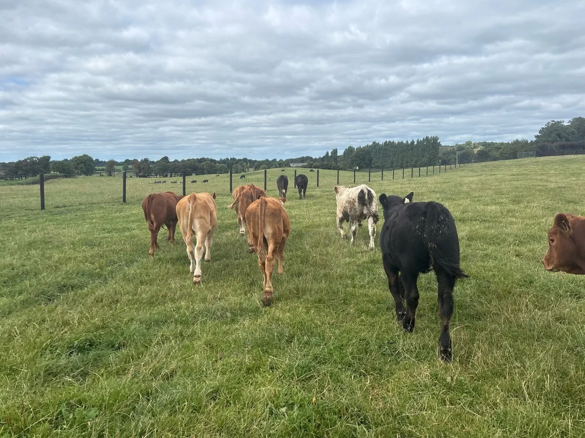10 limosin weanling bullocks - Image 3