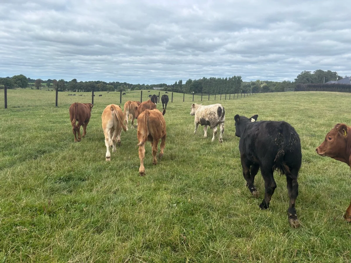 10 limosin weanling bullocks - Image 4