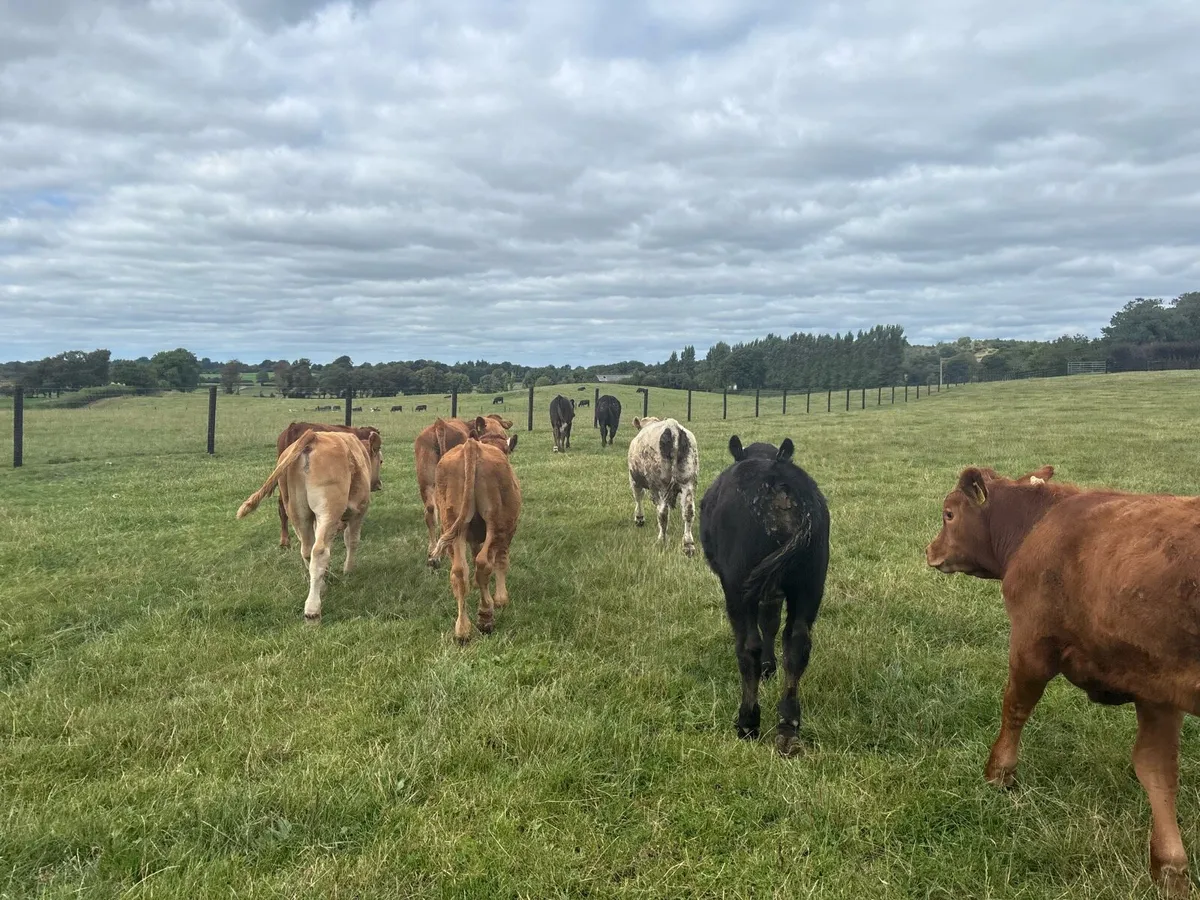 10 limosin weanling bullocks - Image 2