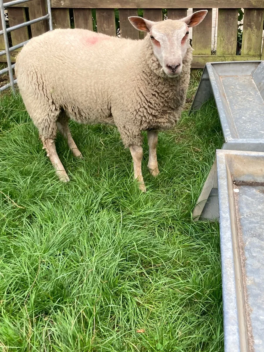 Two ram lambs - Image 1