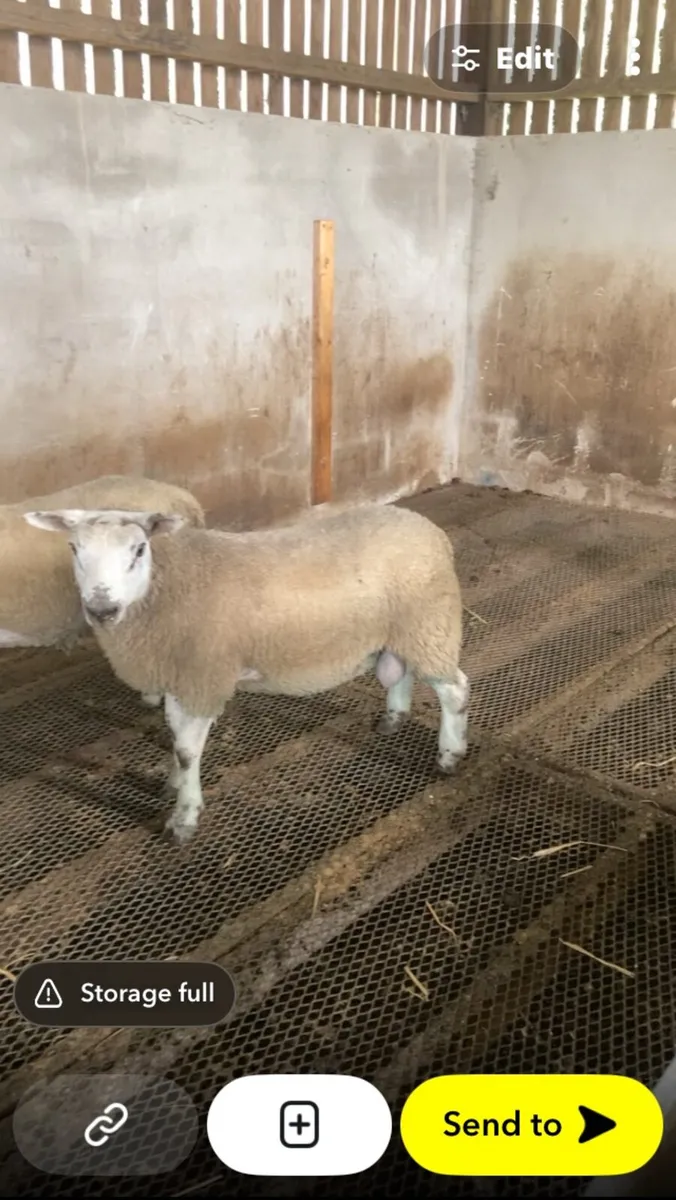 Two ram lambs - Image 2