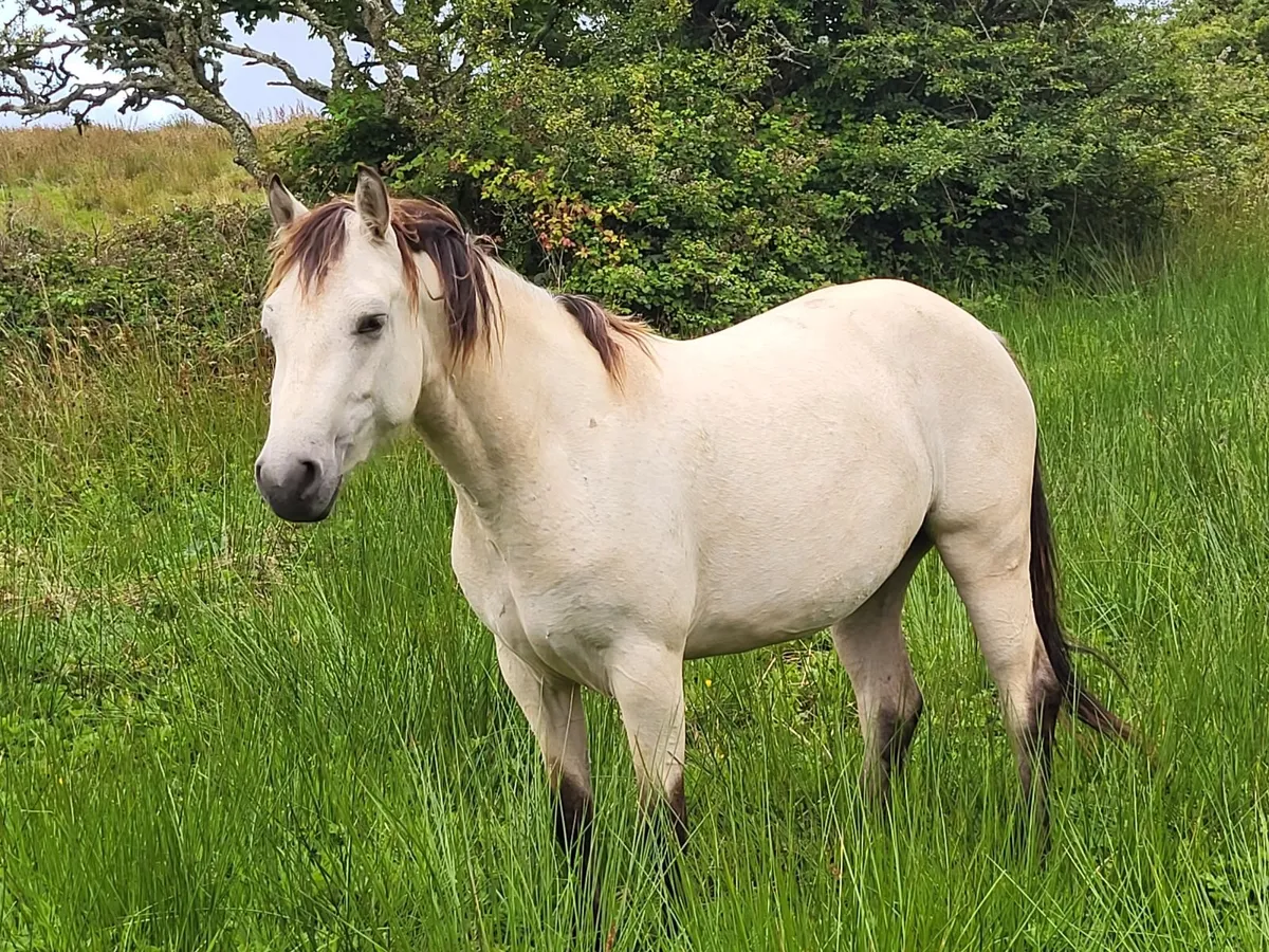 Clifden Mart Friday 21st - Image 2