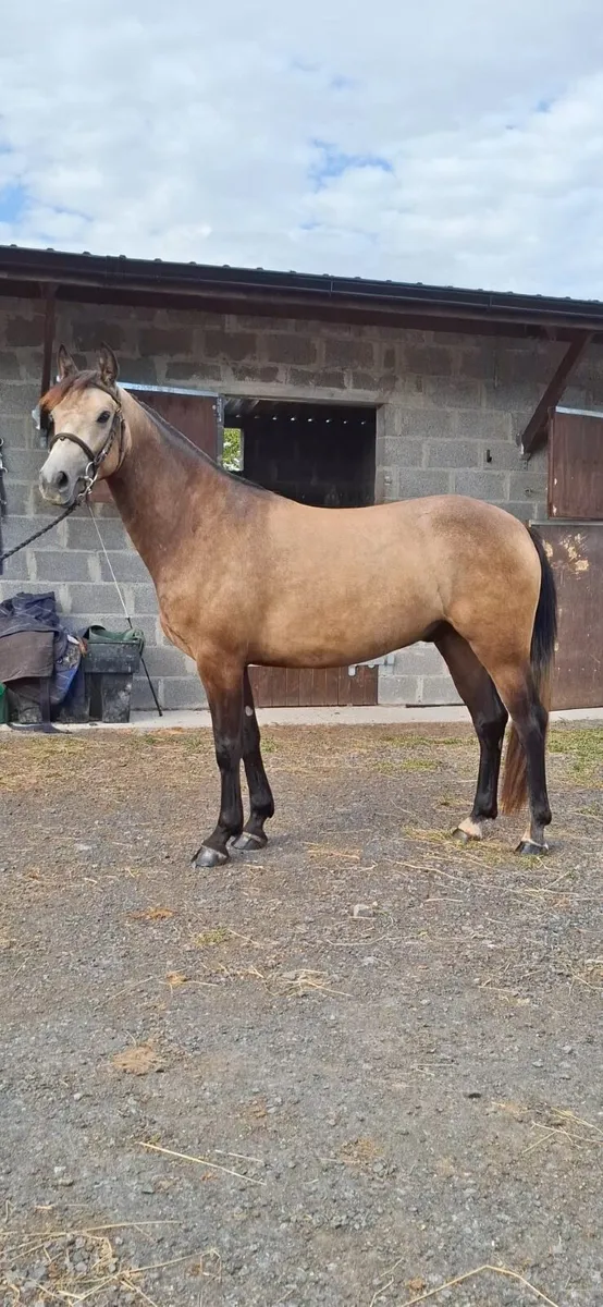 Clifden sale Monday 24th August - Image 1