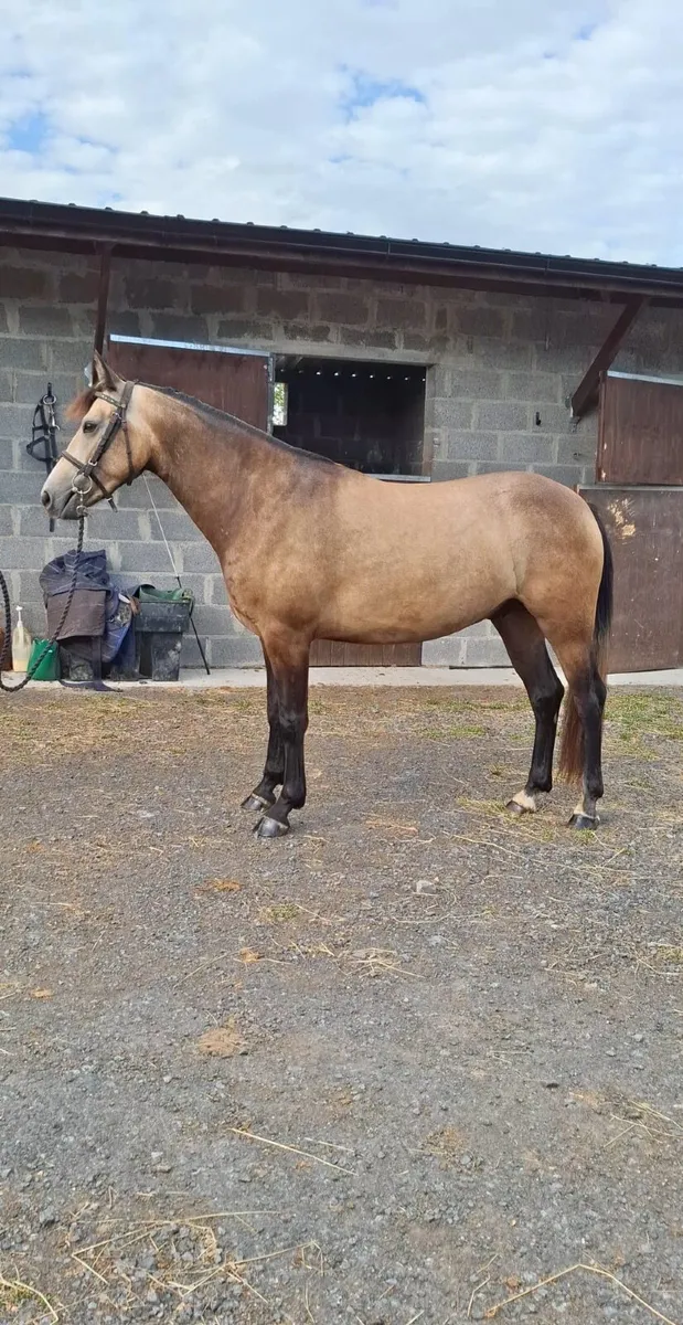 Clifden sale Monday 24th August - Image 3