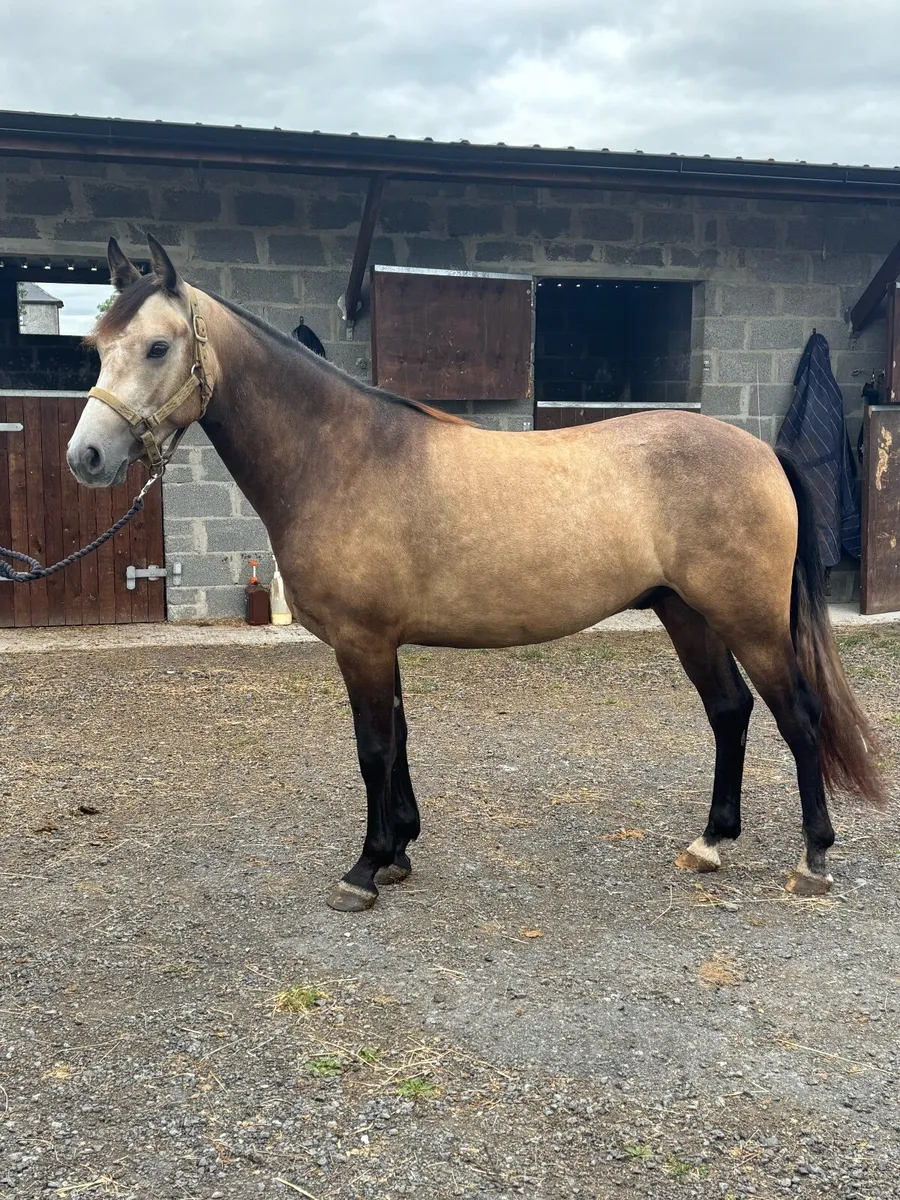 Clifden sale Monday 24th August - Image 4