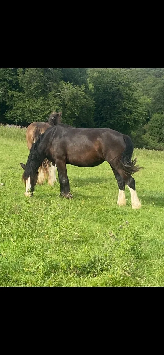 2yo cob Filly possibly in foal
