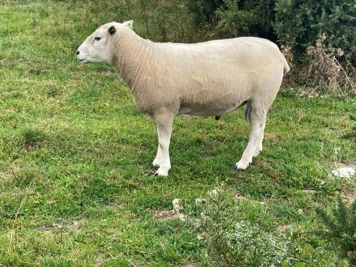PBR lleyn Ram - Image 3