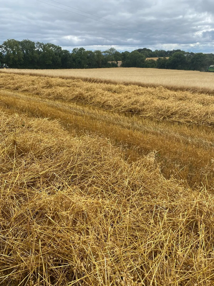 Small square bales of straw - Image 2