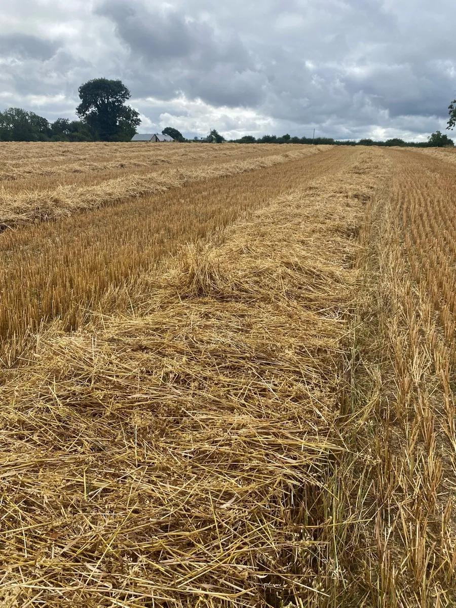 Small square bales of straw - Image 4