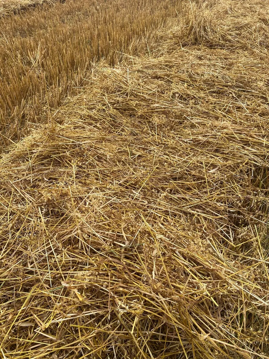 Small square bales of straw - Image 3