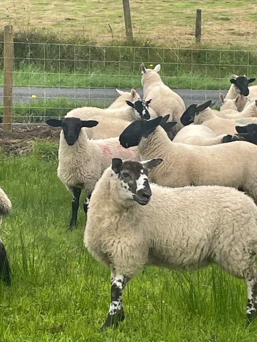 Ewe lambs - Image 1