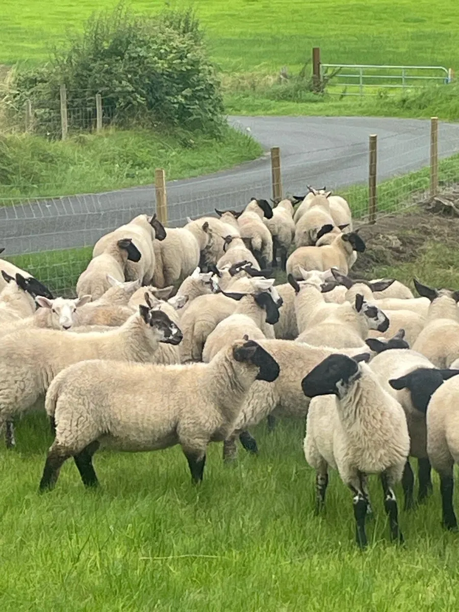 Ewe lambs - Image 2