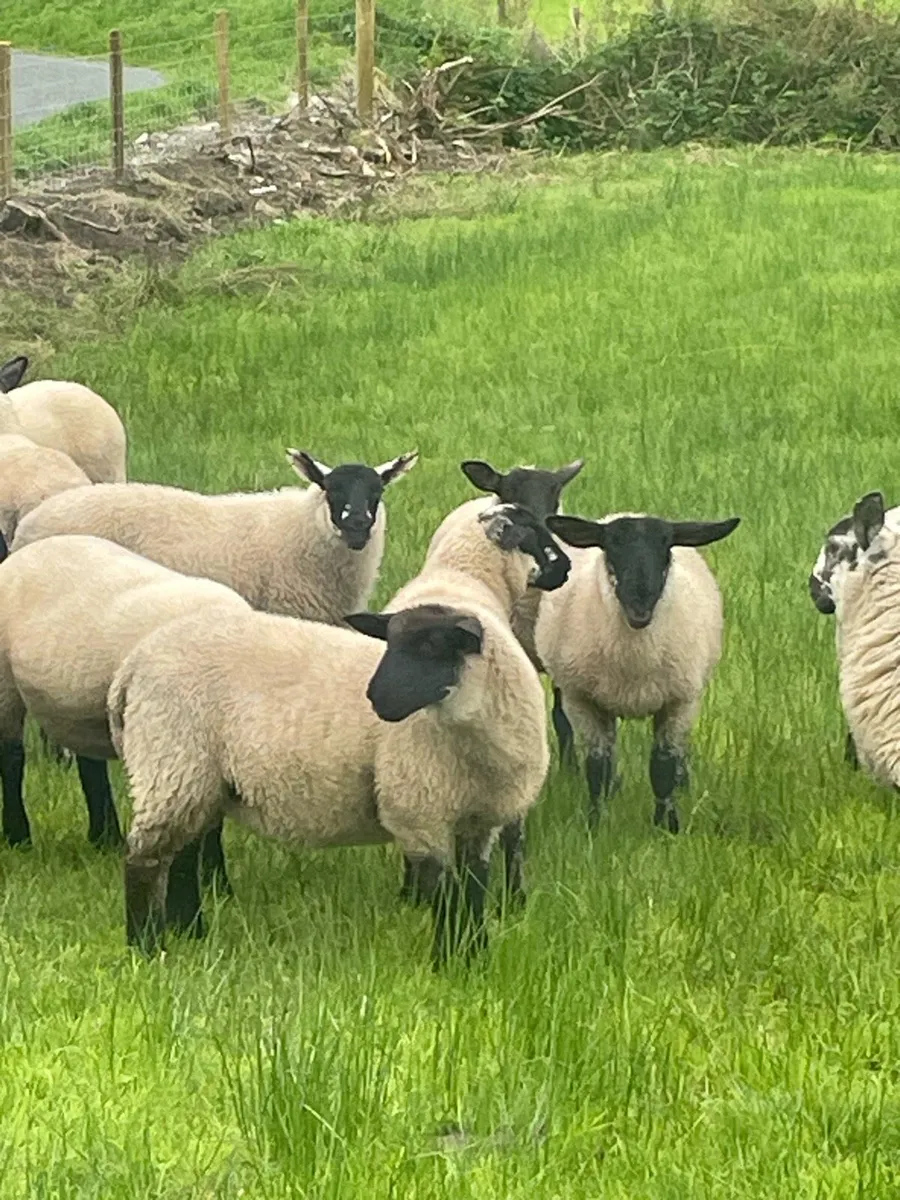 Ewe lambs - Image 3