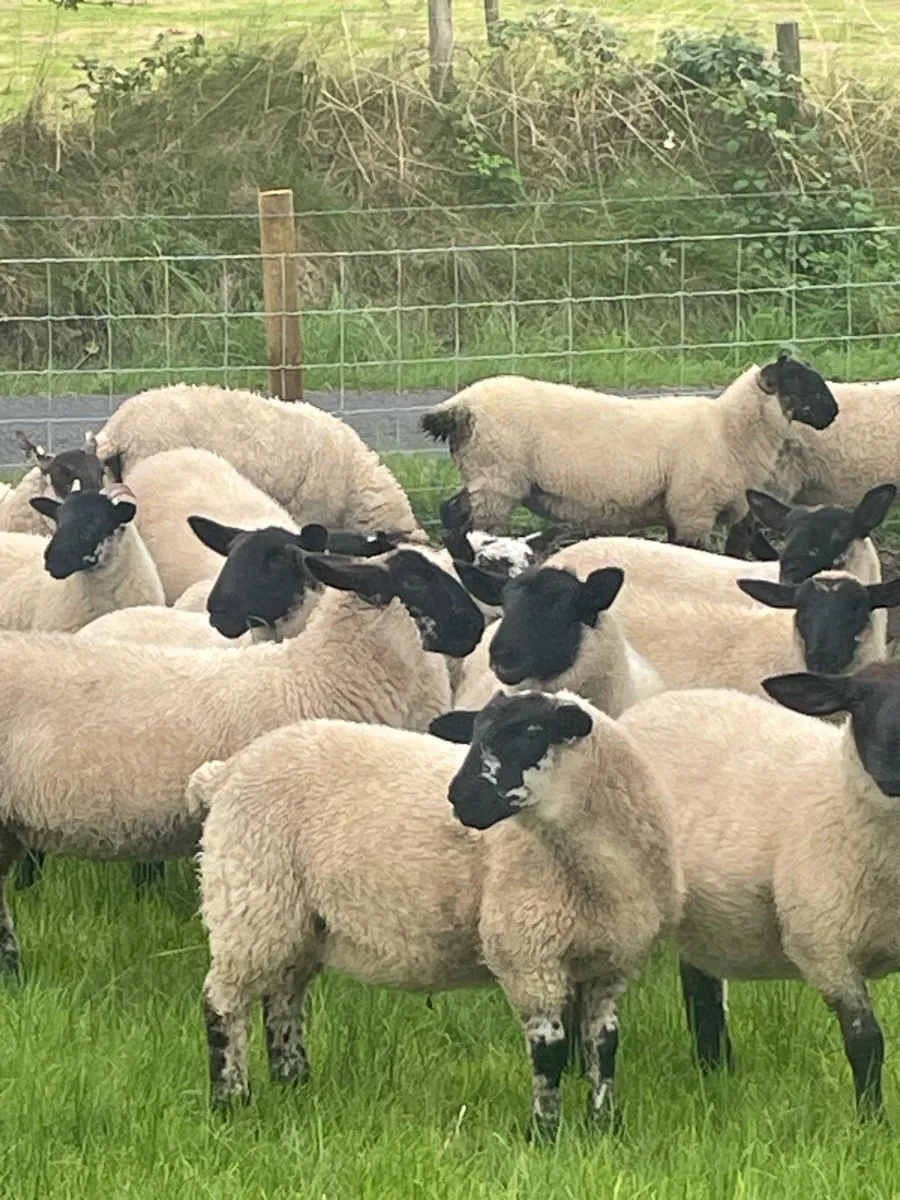 Ewe lambs - Image 4