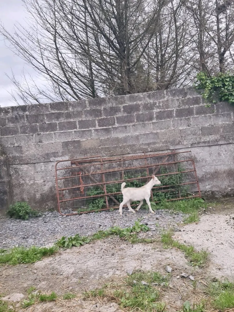 Kid goat - Image 1