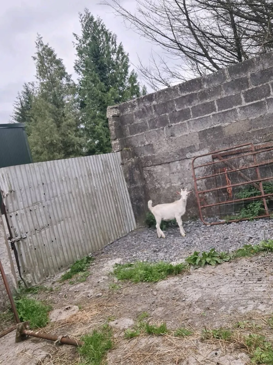 Kid goat - Image 2