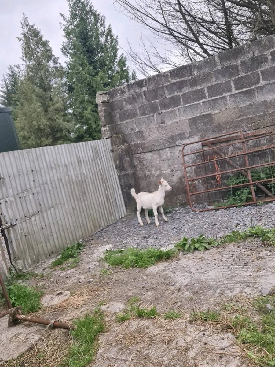 Kid goat - Image 3