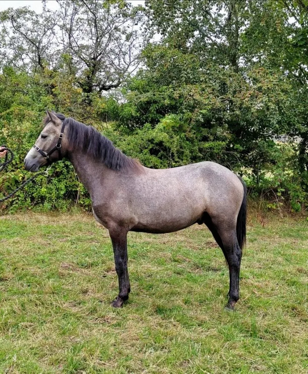 ⭐ Gwennic de Goariva colt - Image 2