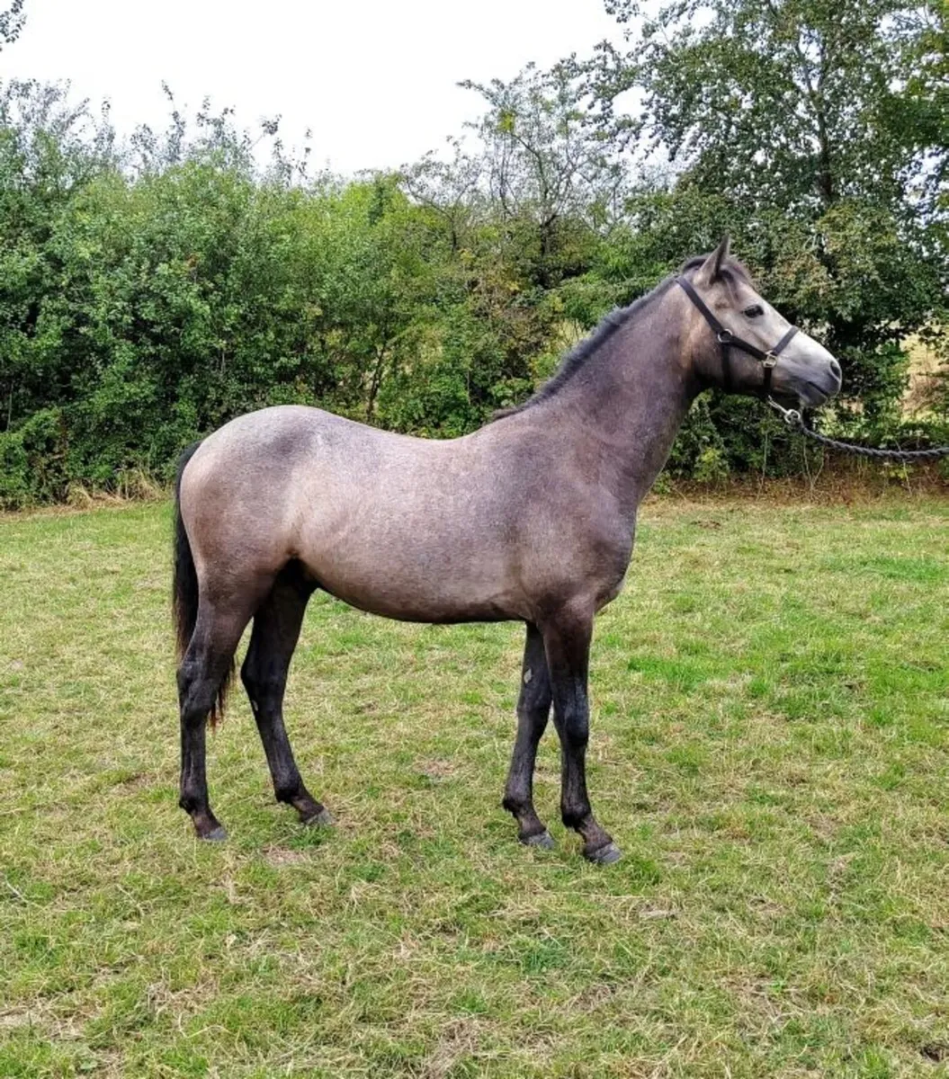 ⭐ Gwennic de Goariva colt - Image 1