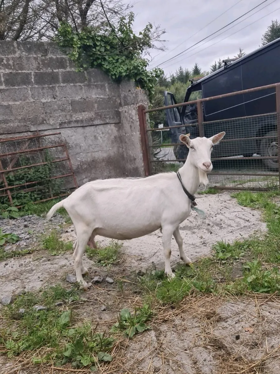 Milking goat - Image 1