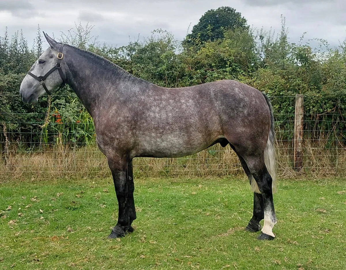 ***Fabulous Baby Cob *** - Image 3