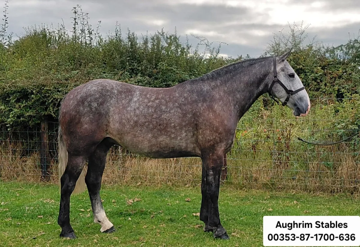 ***Fabulous Baby Cob *** - Image 1