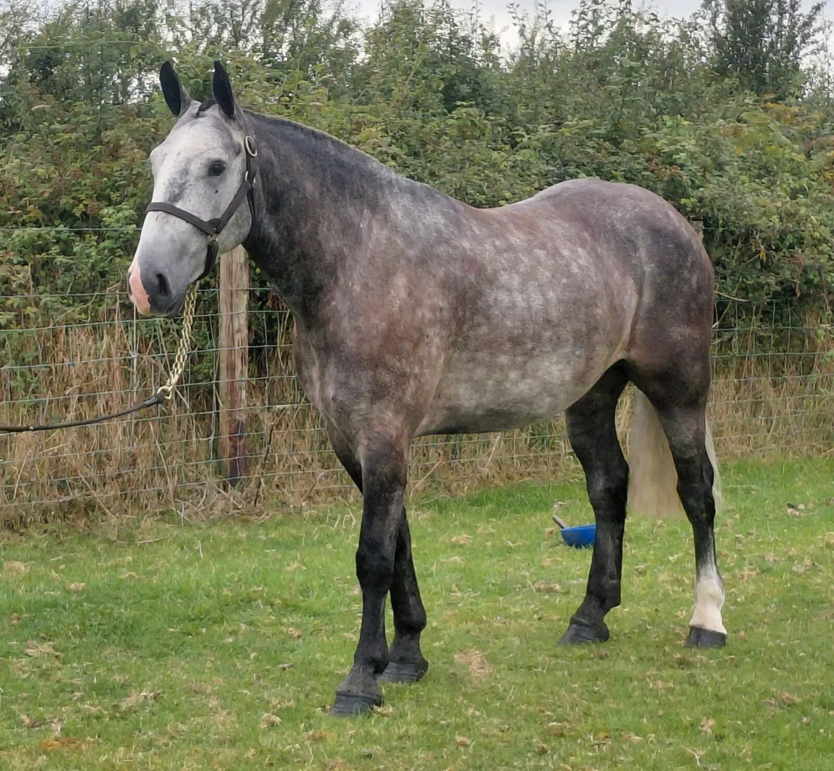 ***Fabulous Baby Cob *** - Image 2