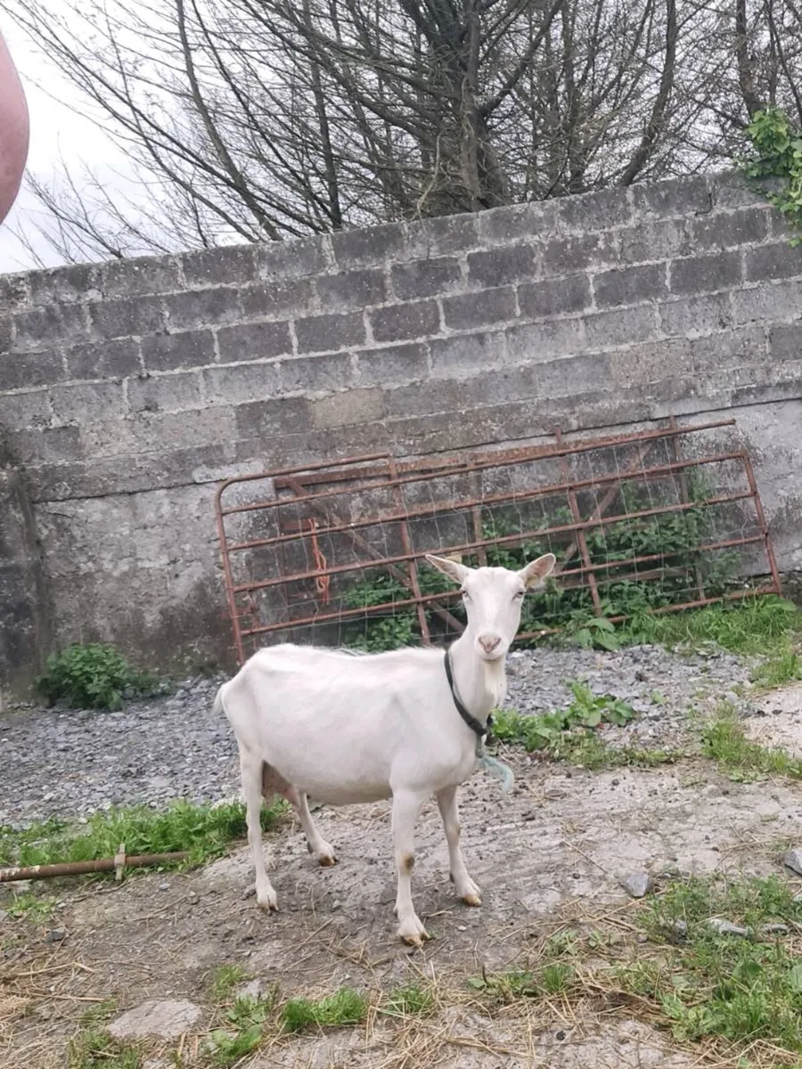 Milking goat - Image 2