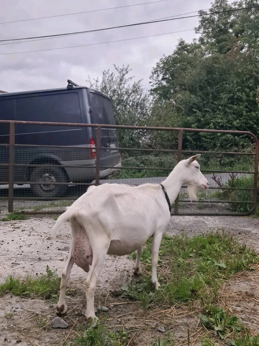 Milking goat - Image 3