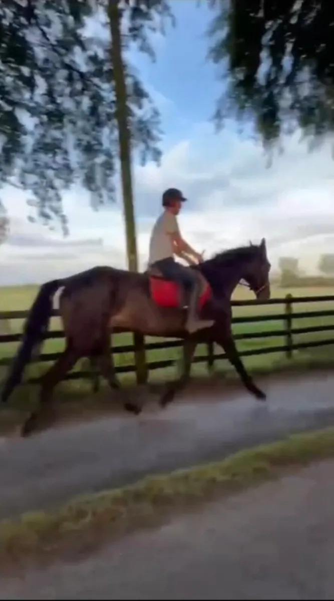 5 year old gelding - Image 2